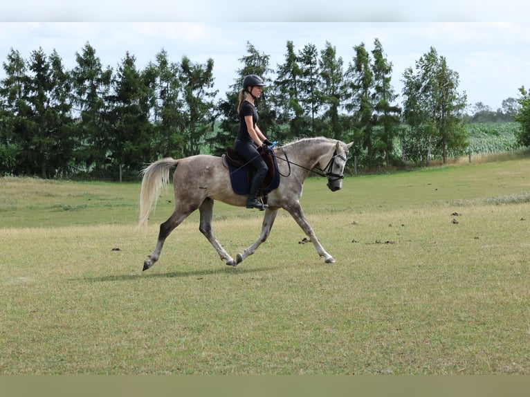Anglo-Arabo Castrone 5 Anni 154 cm Grigio pezzato in Rehfelde WerderPrötzel