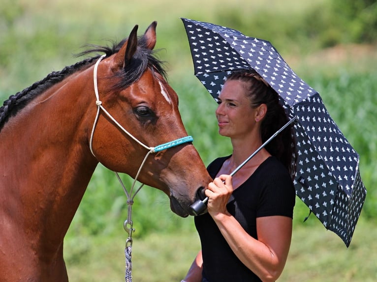 Anglo-Arabo Castrone 5 Anni 155 cm Baio ciliegia in P&#xE9;r