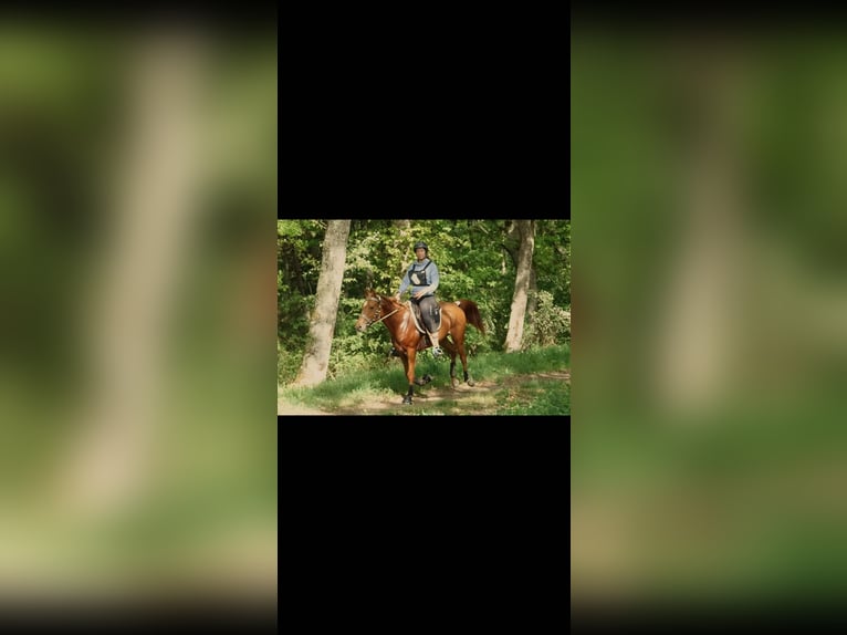 Anglo-Arabo Castrone 5 Anni 156 cm Sauro scuro in Châteauroux