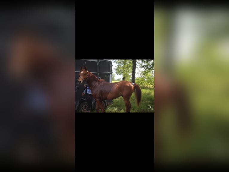Anglo-Arabo Castrone 5 Anni 156 cm Sauro scuro in Châteauroux