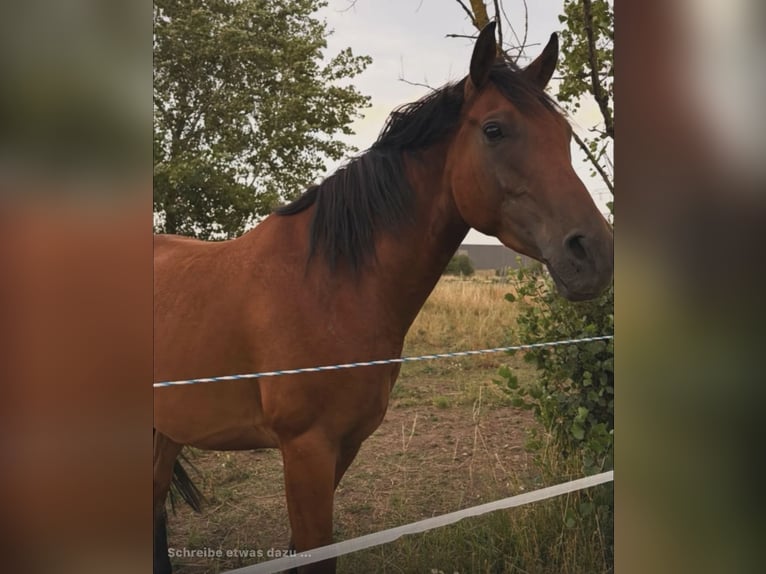 Anglo-Arabo Mix Castrone 5 Anni 163 cm Baio scuro in Magdeburg
