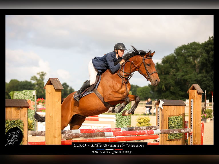 Anglo-Arabo Castrone 5 Anni 164 cm Baio scuro in Saint yrieix les bois