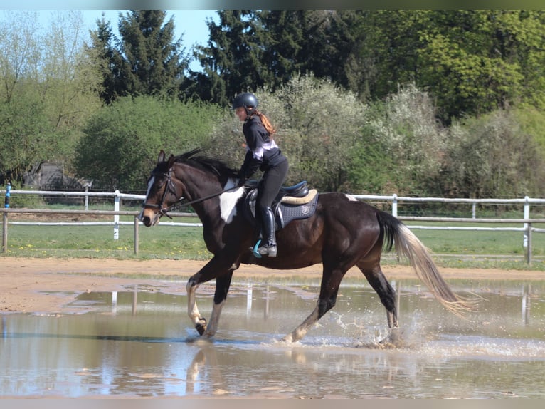 Anglo-Arabo Castrone 5 Anni 170 cm Pezzato in Santok
