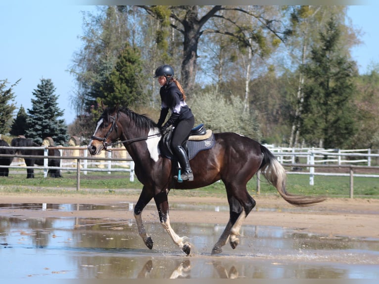 Anglo-Arabo Castrone 5 Anni 170 cm Pezzato in Santok