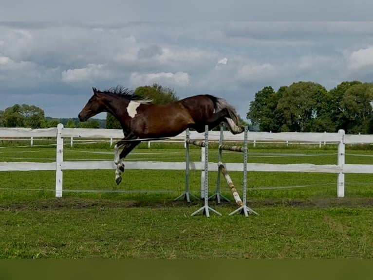 Anglo-Arabo Castrone 5 Anni 172 cm Pezzato in Santok