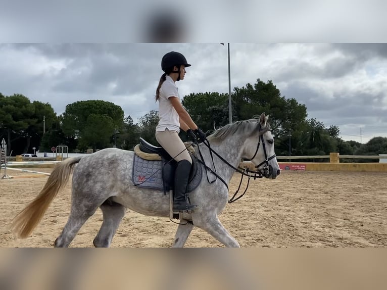 Anglo-Arabo Castrone 5 Anni Grigio in Alaior