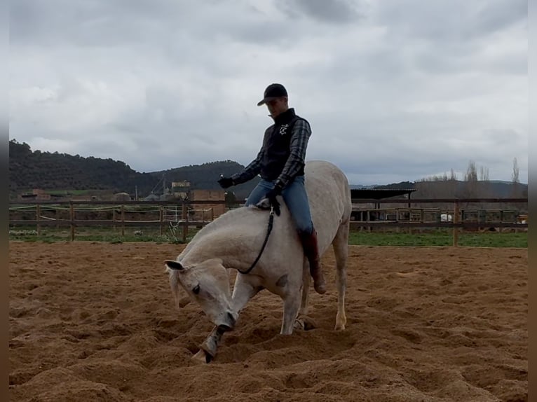 Anglo-Arabo Castrone 6 Anni 160 cm Grigio in Cardona