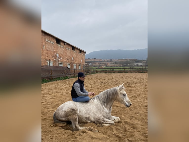 Anglo-Arabo Castrone 6 Anni 160 cm Grigio in Cardona