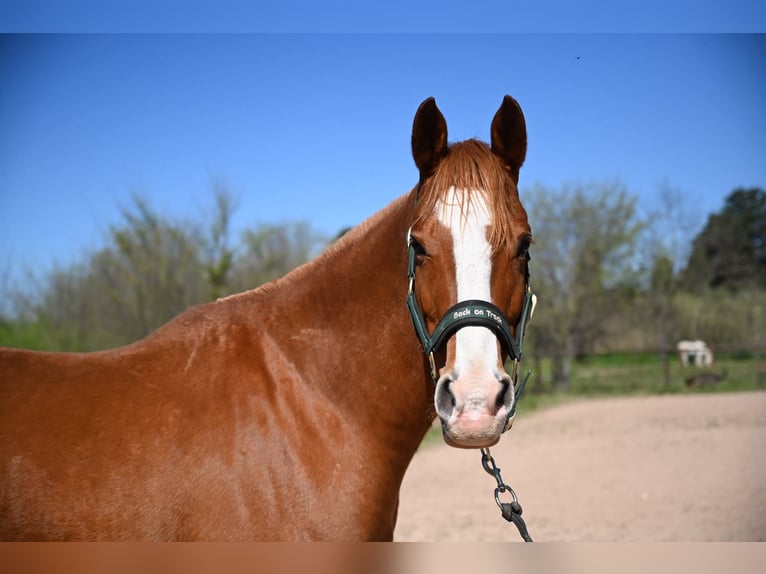 Anglo-Arabo Castrone 6 Anni 160 cm Sauro in Les Adrets-de-l'Estérel