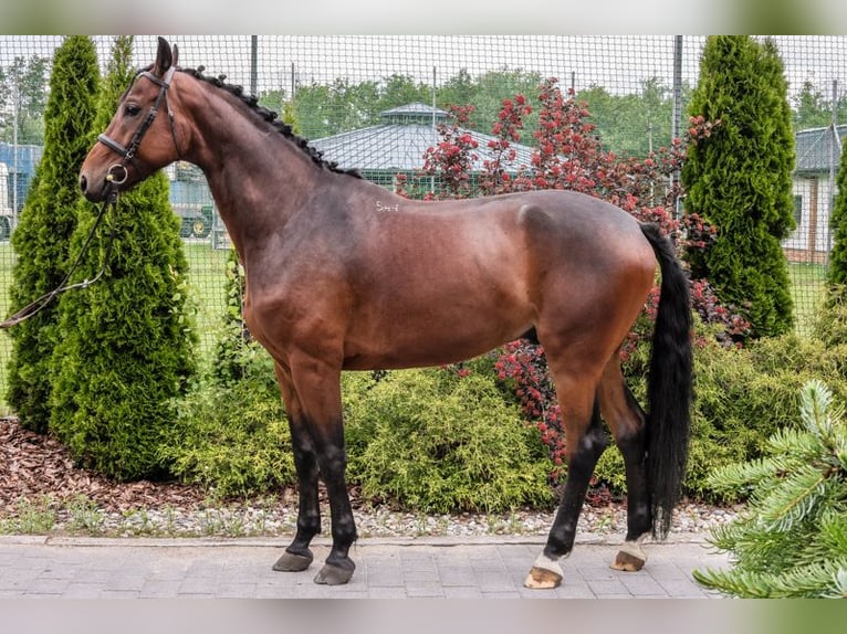 Anglo-Arabo Castrone 6 Anni 170 cm Morello in Stryków