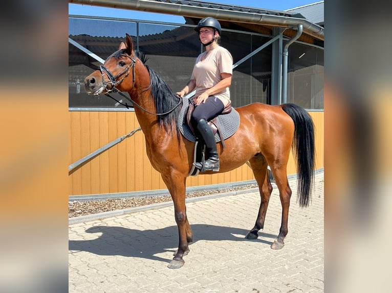 Anglo-Arabo Castrone 7 Anni 153 cm Baio in Nettetal