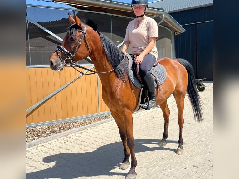 Anglo-Arabo Castrone 7 Anni 153 cm Baio in Nettetal
