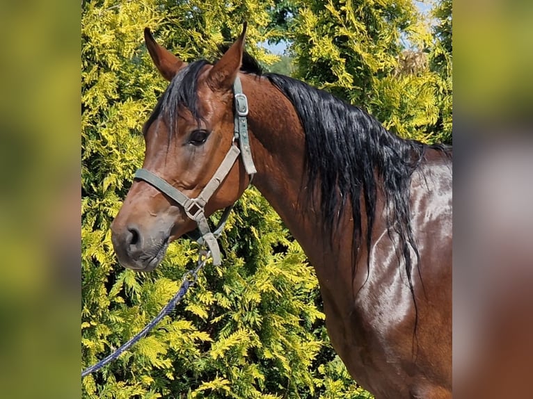 Anglo-Arabo Castrone 7 Anni 153 cm Baio in Nettetal