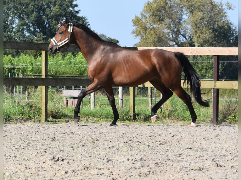 Anglo-Arabo Castrone 7 Anni 161 cm Baio in Achtmaal