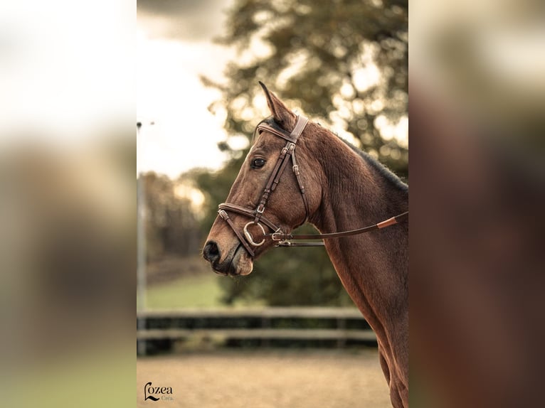 Anglo-Arabo Castrone 7 Anni 164 cm Baio in Issendolus