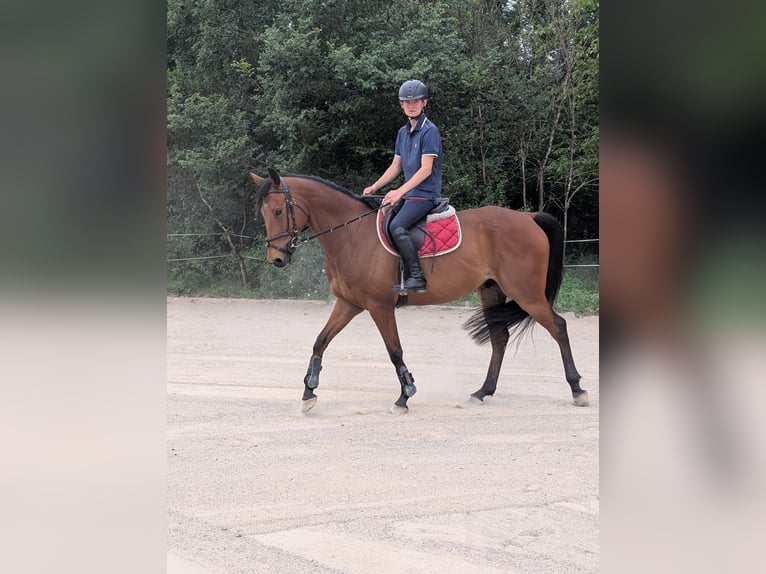 Anglo-Arabo Castrone 7 Anni 164 cm Baio in Issendolus
