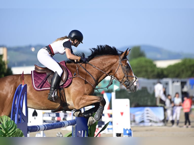 Anglo-Arabo Castrone 7 Anni 165 cm Baio in Boadilla Del Monte