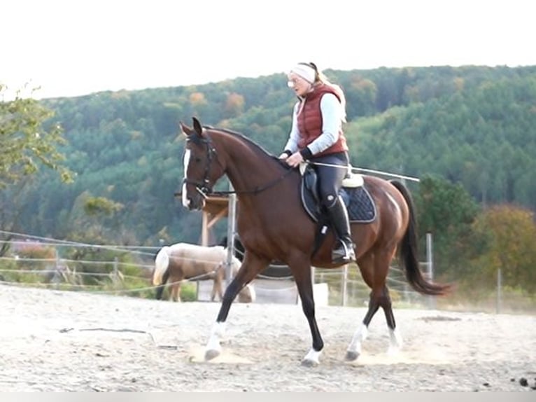 Anglo-Arabo Castrone 8 Anni 155 cm Baio in Oberpullendorf