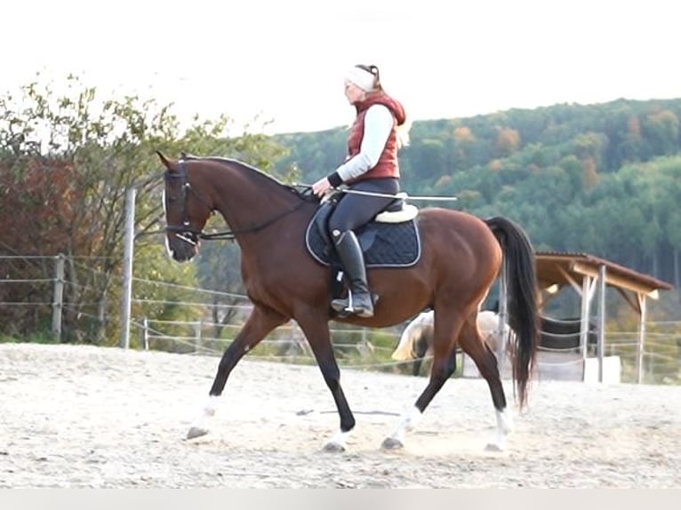 Anglo-Arabo Castrone 8 Anni 155 cm Baio in Oberpullendorf