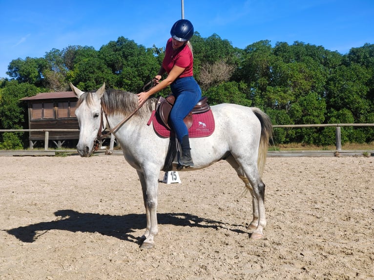 Anglo-Arabo Mix Castrone 8 Anni 158 cm Grigio in Es Pitlari