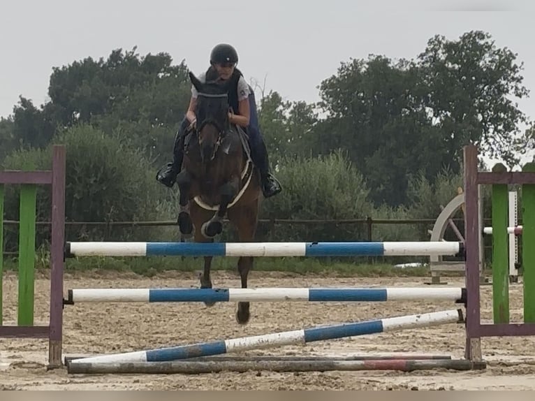 Anglo-Arabo Castrone 8 Anni 160 cm Baio scuro in foligno