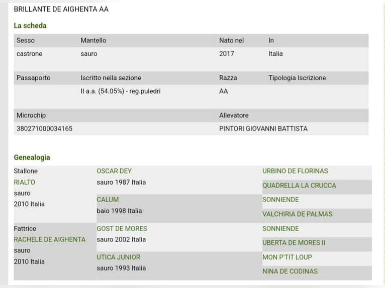 Anglo-Arabo Castrone 8 Anni 160 cm Sauro in Sicily