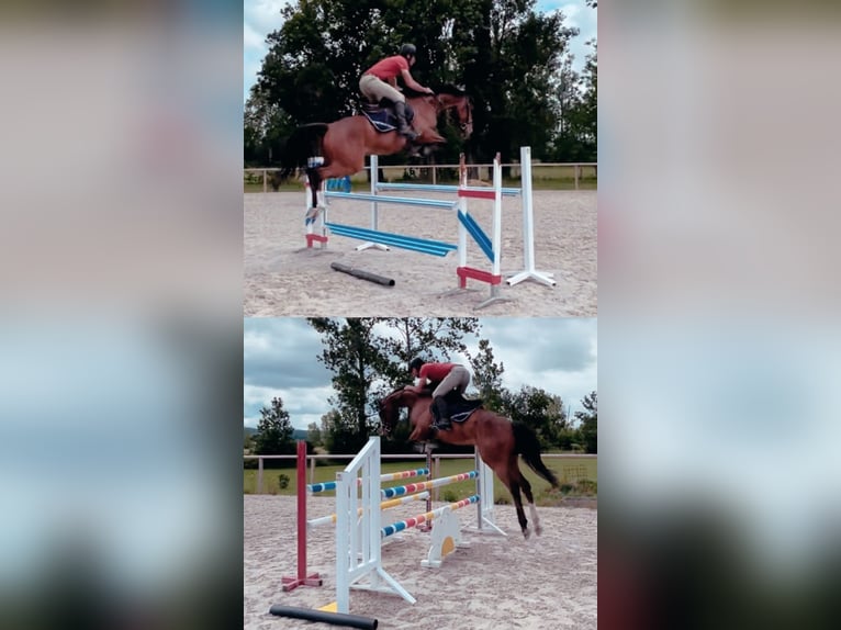 Anglo-Arabo Castrone 8 Anni 165 cm Baio in Gaillac