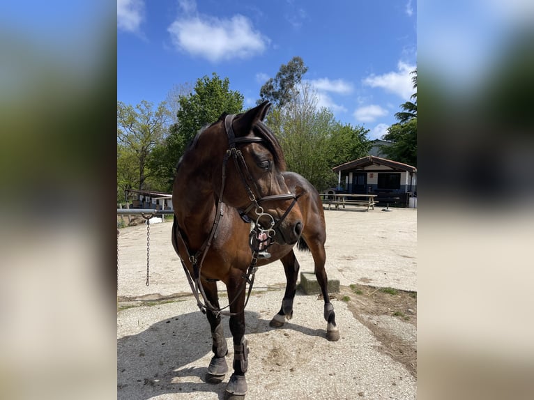 Anglo-Arabo Castrone 8 Anni 168 cm Baio in Gijon