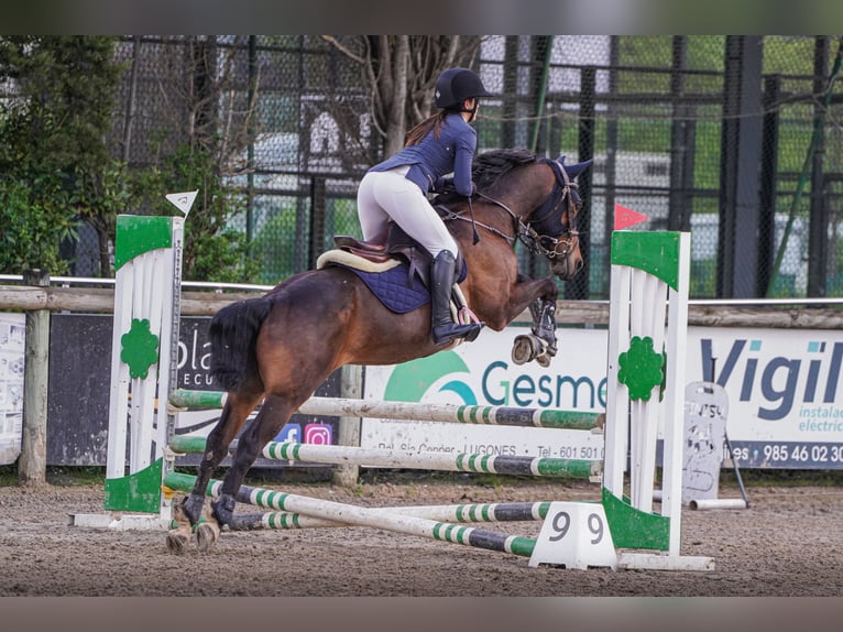 Anglo-Arabo Castrone 8 Anni 168 cm Baio in Gijon