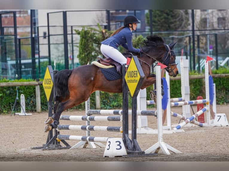 Anglo-Arabo Castrone 8 Anni 168 cm Baio in Gijon