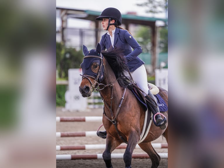 Anglo-Arabo Castrone 8 Anni 168 cm Baio in Gijon