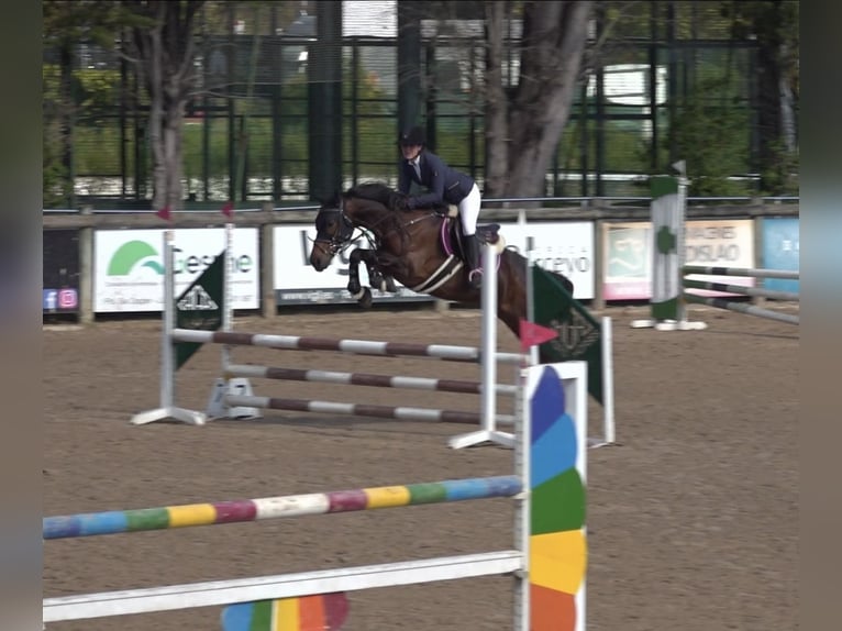 Anglo-Arabo Castrone 8 Anni 168 cm Baio in Gijon