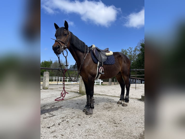 Anglo-Arabo Castrone 8 Anni 168 cm Baio in Gijon