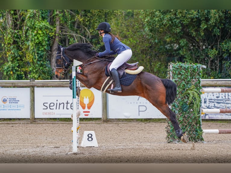 Anglo-Arabo Castrone 8 Anni 168 cm Baio in Gijon
