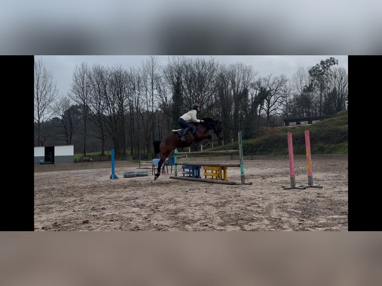 Anglo-Arabo Castrone 8 Anni 168 cm Baio in Gijon