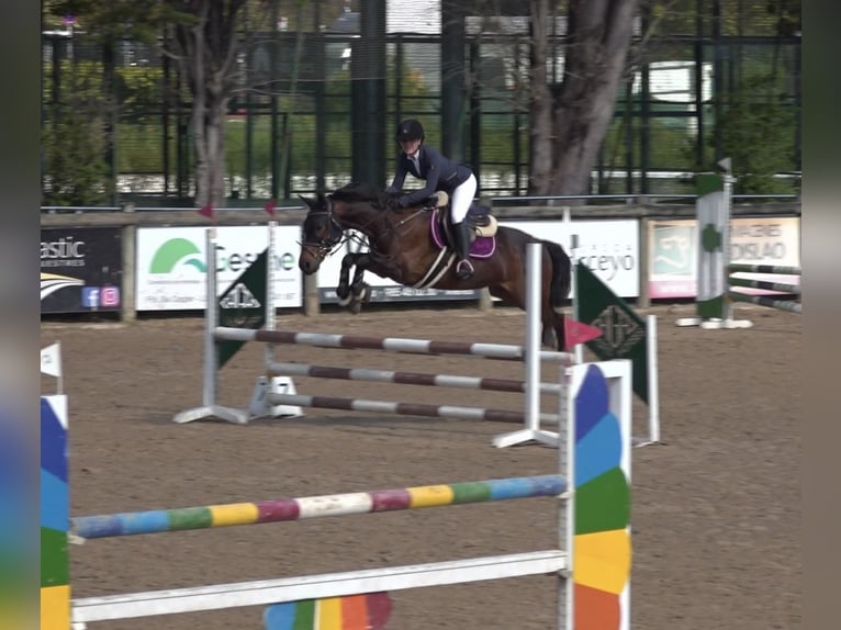Anglo-Arabo Castrone 8 Anni 168 cm Baio in Gijon