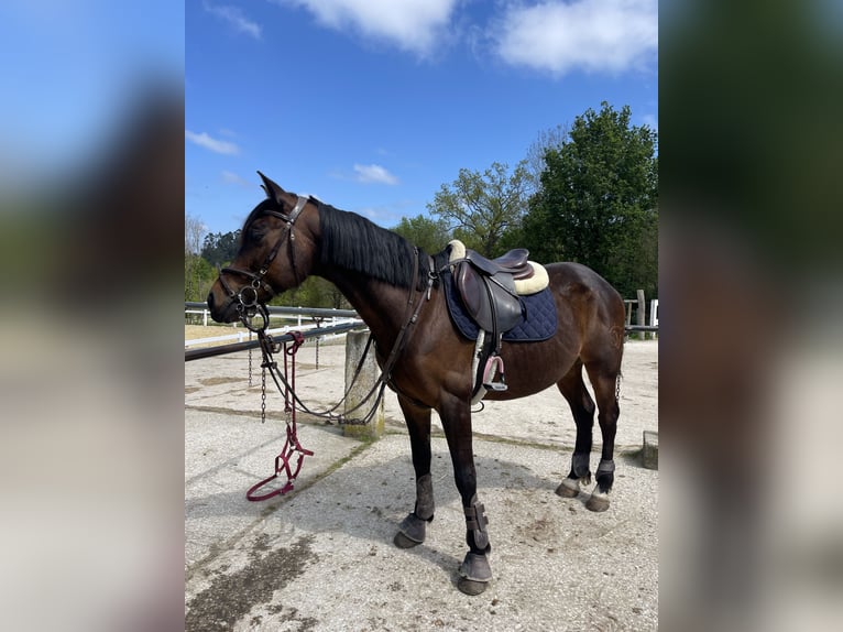 Anglo-Arabo Castrone 8 Anni 168 cm Baio in Gijon