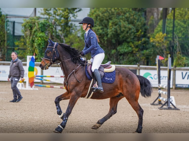 Anglo-Arabo Castrone 8 Anni 168 cm Baio in Gijon