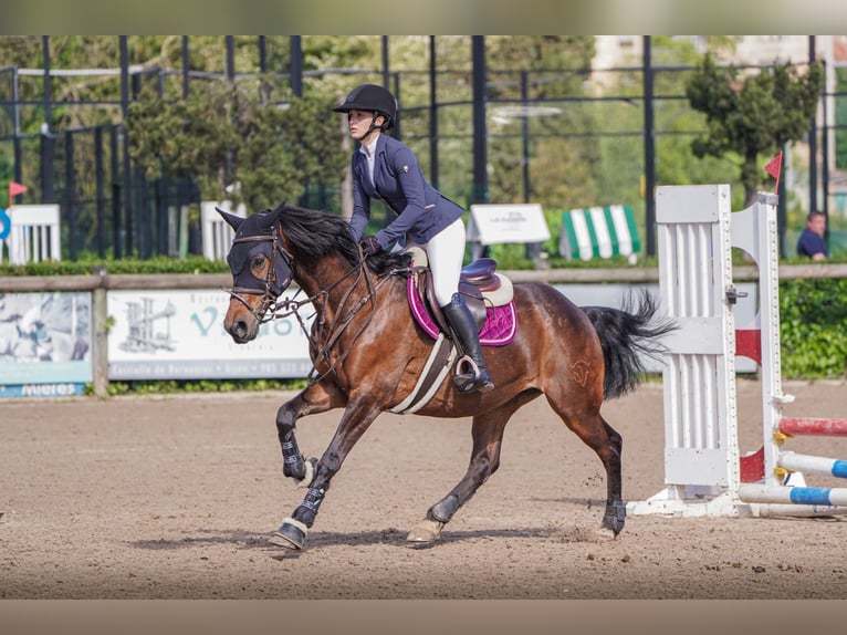 Anglo-Arabo Castrone 8 Anni 168 cm Baio in Gijon
