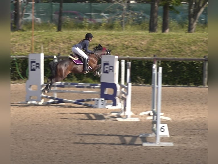 Anglo-Arabo Castrone 8 Anni 168 cm Baio in Gijon