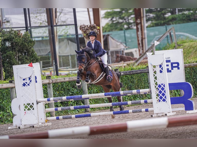 Anglo-Arabo Castrone 8 Anni 168 cm Baio in Gijon