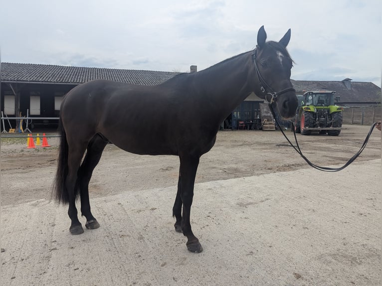 Anglo-Arabo Castrone 8 Anni 169 cm Baio nero in Breisach am Rhein