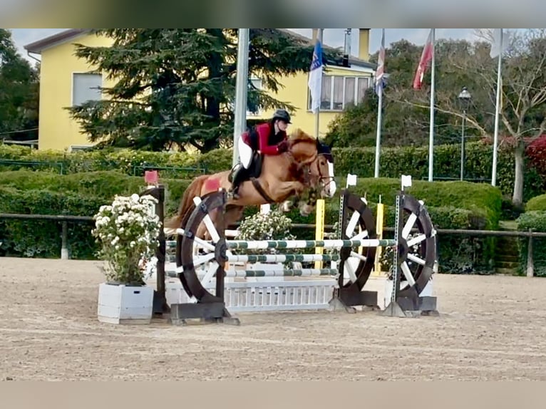 Anglo-Arabo Castrone 8 Anni 172 cm Sauro in Sérézin-du-Rhône