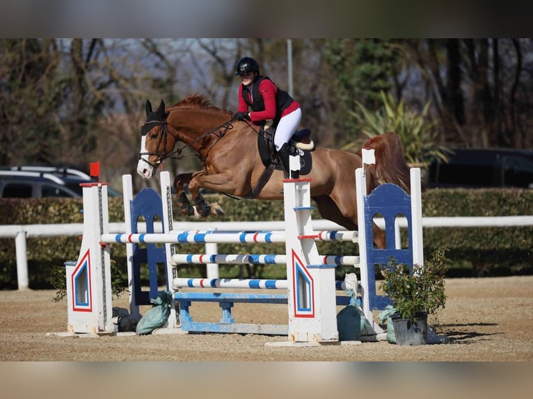 Anglo-Arabo Castrone 8 Anni 172 cm Sauro in Sérézin-du-Rhône