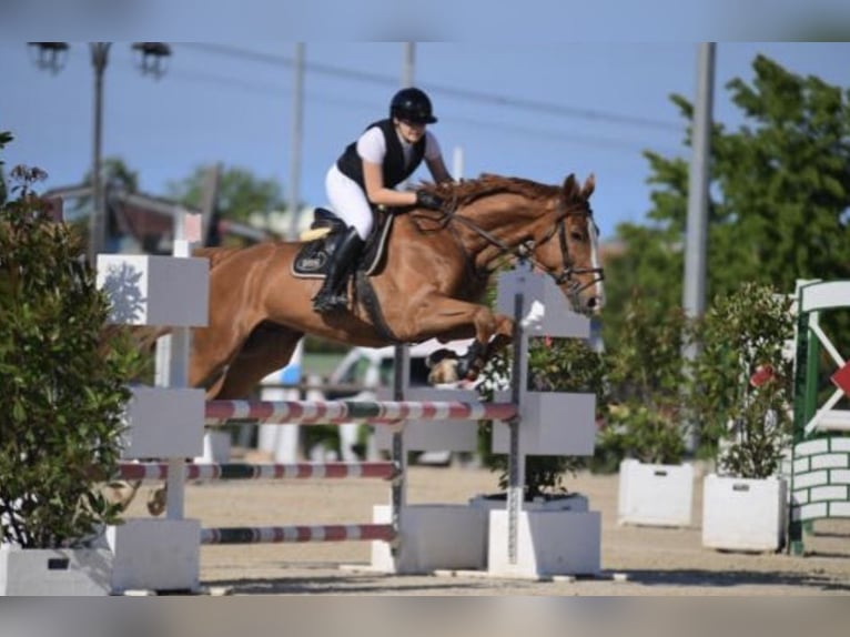 Anglo-Arabo Castrone 8 Anni 175 cm Sauro in Sérézin-du-Rhône