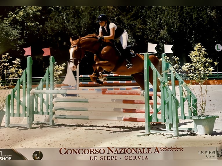 Anglo-Arabo Castrone 8 Anni 175 cm Sauro in Sérézin-du-Rhône