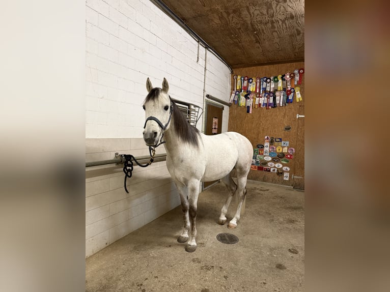 Anglo-Arabo Castrone 9 Anni 147 cm Grigio in Schongau