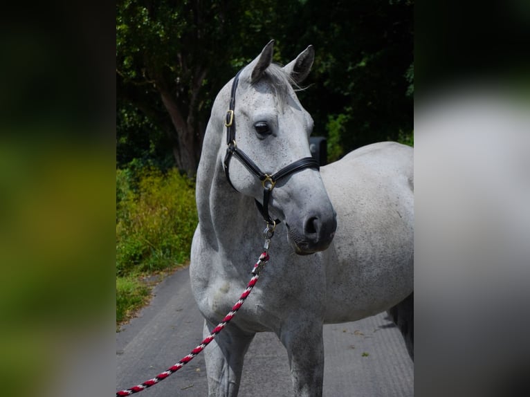 Anglo-Arabo Castrone 9 Anni 164 cm Grigio in Rotenburg an der Fulda