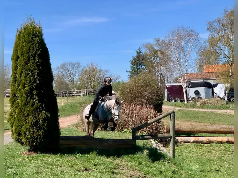 Anglo-Arabo Giumenta 10 Anni 157 cm Grigio in Scheden