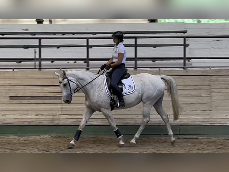 Anglo-Arabo Giumenta 10 Anni 160 cm Grigio in Kaposvár